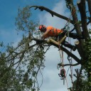 tree-cutting-companies-blog
