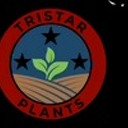 tristarplants