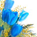 tulipa-azul