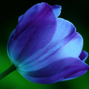 tulipanes-azules avatar