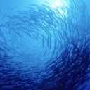turksandcaicosfishing-blog
