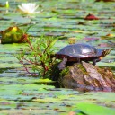turtle-pond-stims