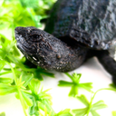 turtlefeed-blog