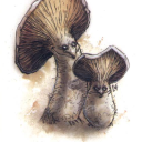 twoshroom