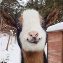 tydye-goat64