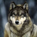 ulfwolf