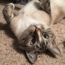 upside-down-cat