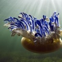 upside-down-jellyfish