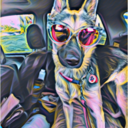 valkyriehound