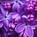 violettewr