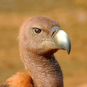 vulturesmaw