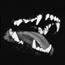 vvolf-teeth