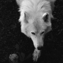 wandering-wolfkin