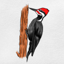 wanderingwoodpecker