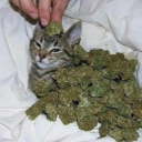 weed-cat