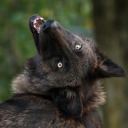 werewolfbigbro