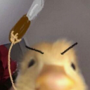wh-4-theduck