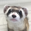 whats-this-mustelid