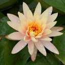 white-lily-love-blog