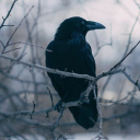white-wolf-nad-black-crows