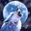 whitemamawolf
