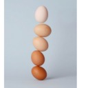 why-egg