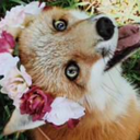 wild-fox-medicine-blog