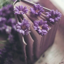 wild-lavender-rose-musings