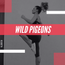 wildpigeons