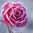 winters-rose-daughterofcain