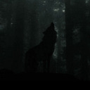wolvennhunde