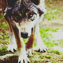 wordsand-wolves