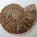 world-of-fossils