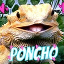 yeahponcho