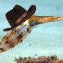 yeehaw-squid