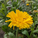 yellow-daisy-lady