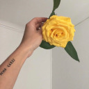 yellows-rose